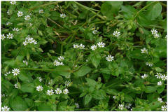 Stellaria media